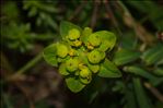 Euphorbia flavicoma DC.