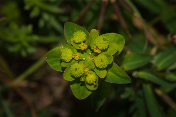 Euphorbia flavicoma subsp. occidentalis Laínz
