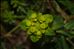 Euphorbia flavicoma DC. subsp. flavicoma