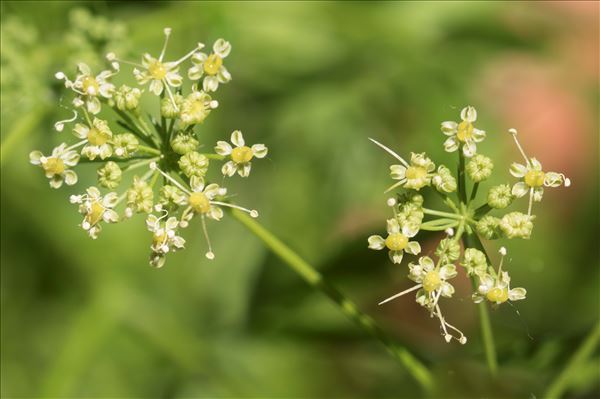 Petroselinum crispum (Mill.) Nyman ex A.W.Hill