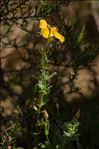 Cistus lasianthus subsp. alyssoides (Lam.) Demoly