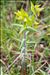 Euphorbia lathyris L.