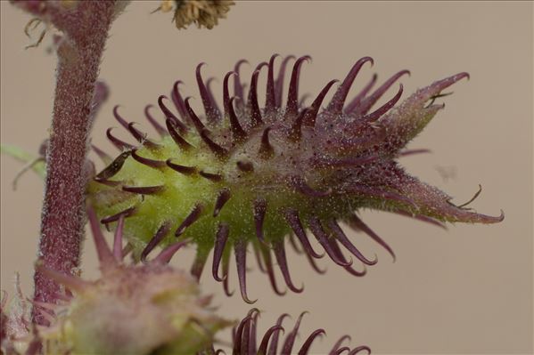 Xanthium orientale subsp. italicum (Moretti) Greuter