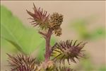 Xanthium orientale subsp. italicum (Moretti) Greuter