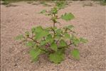 Xanthium orientale subsp. italicum (Moretti) Greuter