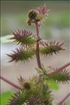 Xanthium orientale subsp. italicum (Moretti) Greuter