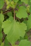 Xanthium orientale subsp. italicum (Moretti) Greuter