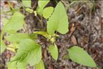 Xanthium orientale subsp. italicum (Moretti) Greuter