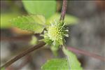 Xanthium orientale subsp. italicum (Moretti) Greuter