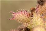 Xanthium orientale subsp. italicum (Moretti) Greuter