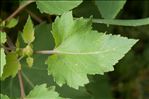 Xanthium orientale subsp. italicum (Moretti) Greuter