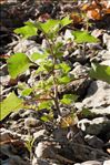 Xanthium orientale subsp. italicum (Moretti) Greuter