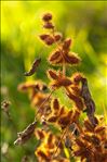 Xanthium orientale subsp. italicum (Moretti) Greuter