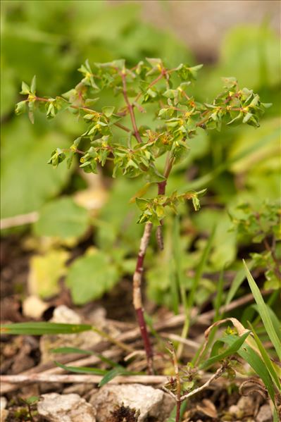 Euphorbia peplus var. peploides (Gouan) Vis.