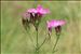 Dianthus seguieri subsp. pseudocollinus (P.Fourn.) Jauzein