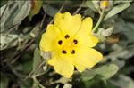 Cistus halimifolius L. var. halimifolius