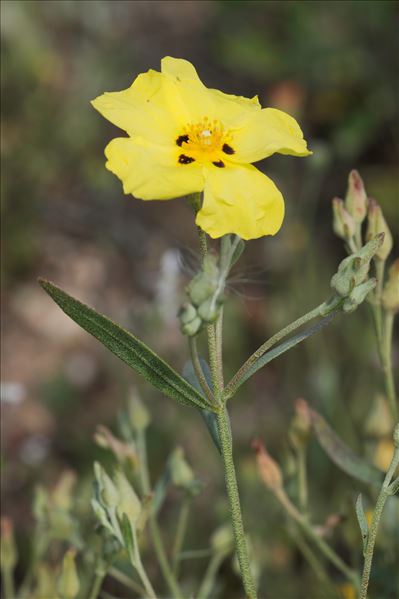 Cistus halimifolius L. var. halimifolius