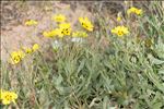 Cistus halimifolius L.