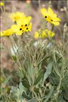 Cistus halimifolius L.