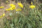 Cistus halimifolius L. var. halimifolius