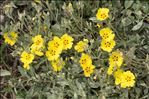 Cistus halimifolius L.