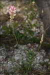 Onobrychis viciifolia Scop. subsp. viciifolia