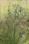 Lactuca plumieri (L.) Gren. & Godr.