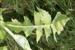 Lactuca plumieri (L.) Gren. & Godr.