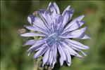 Lactuca plumieri (L.) Gren. & Godr.