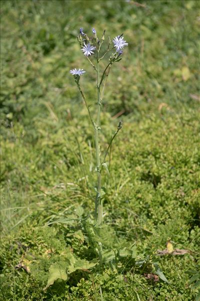 Lactuca plumieri (L.) Gren. & Godr.