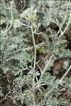 Jacobaea maritima (L.) Pelser & Meijden subsp. maritima