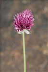 Allium sphaerocephalon L. subsp. sphaerocephalon