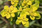 Euphorbia seguieriana subsp. loiseleurii (Rouy) P.Fourn.