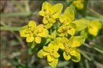 Euphorbia seguieriana subsp. loiseleurii (Rouy) P.Fourn.