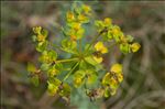 Euphorbia seguieriana subsp. loiseleurii (Rouy) P.Fourn.