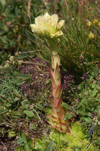 Sempervivum globiferum L.