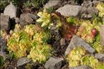 Sempervivum globiferum subsp. allionii (Jord. & Fourr.) 't Hart & Bleij