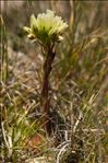 Sempervivum globiferum subsp. allionii (Jord. & Fourr.) 't Hart & Bleij