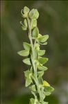 Cynoglossum montanum L.