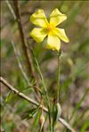 Diatelia tuberaria (L.) Demoly