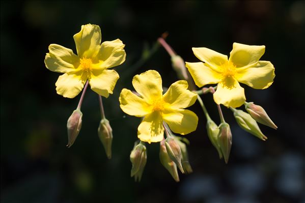 Diatelia tuberaria (L.) Demoly