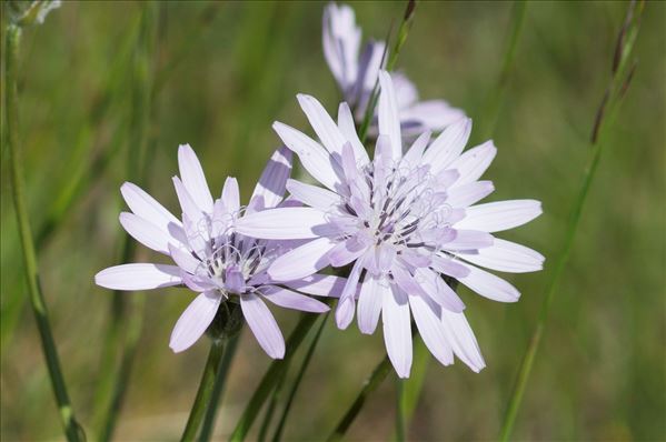 Podospermum purpureum (L.) W.D.J.Koch & Ziz