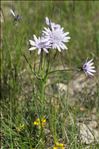 Podospermum purpureum (L.) W.D.J.Koch & Ziz