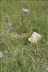 Podospermum purpureum (L.) W.D.J.Koch & Ziz