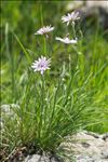 Podospermum purpureum (L.) W.D.J.Koch & Ziz