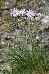 Podospermum purpureum (L.) W.D.J.Koch & Ziz