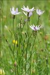 Podospermum purpureum (L.) W.D.J.Koch & Ziz