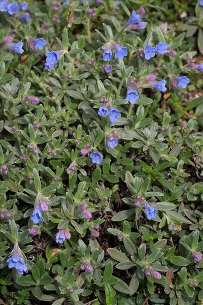 Glandora oleifolia (Lapeyr.) D.C.Thomas