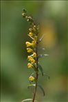 Odontites jaubertianus var. chrysanthus (Boreau) Bolliger