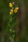 Odontites jaubertianus var. chrysanthus (Boreau) Bolliger